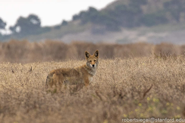 point reyes